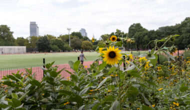 sunflower blooming in mccarren park with person running in background