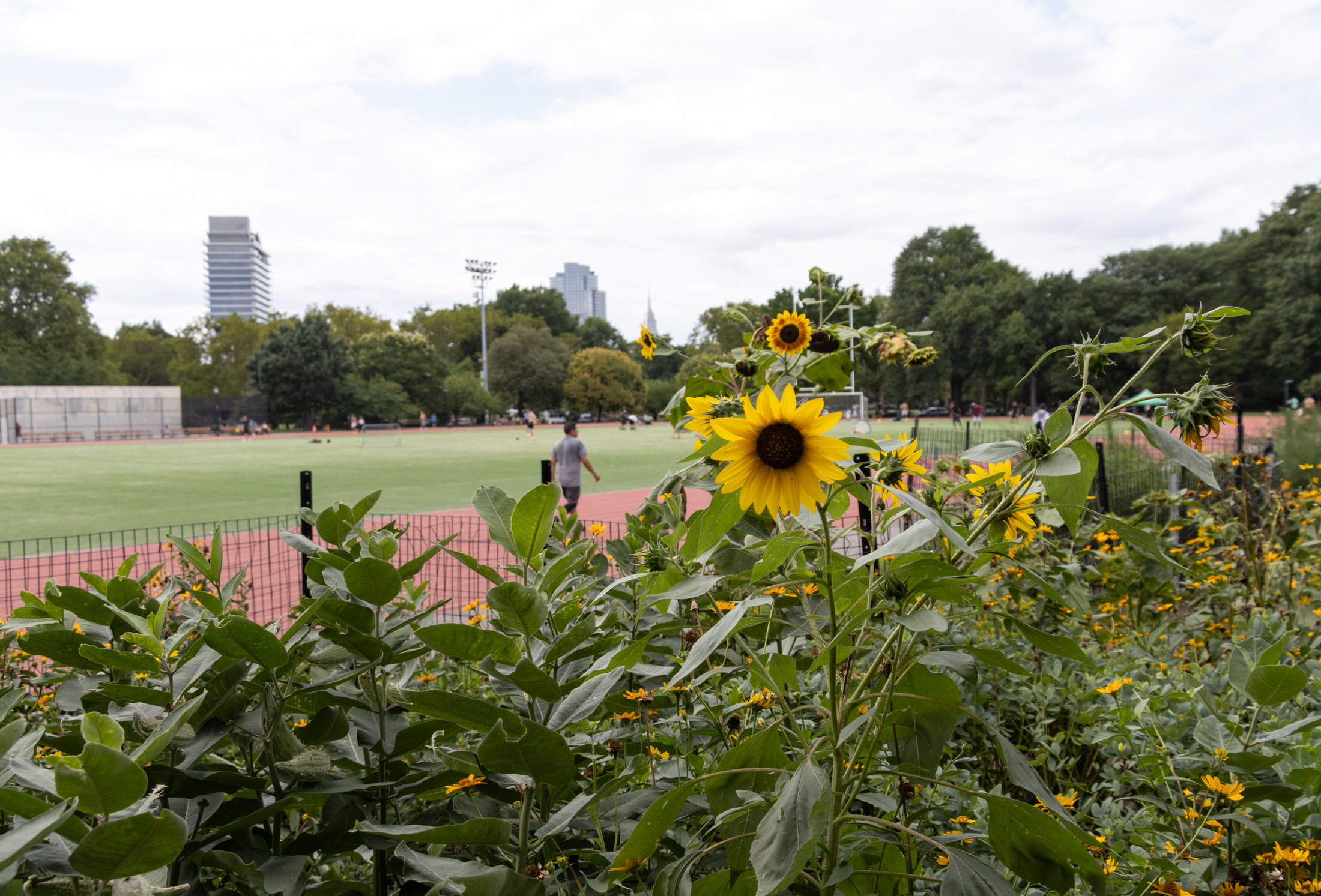 sunflower blooming in mccarren park with person running in background