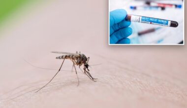 Number of NYC mosquito pools testing positive for dangerous West Nile virus has doubled since last year: health officials