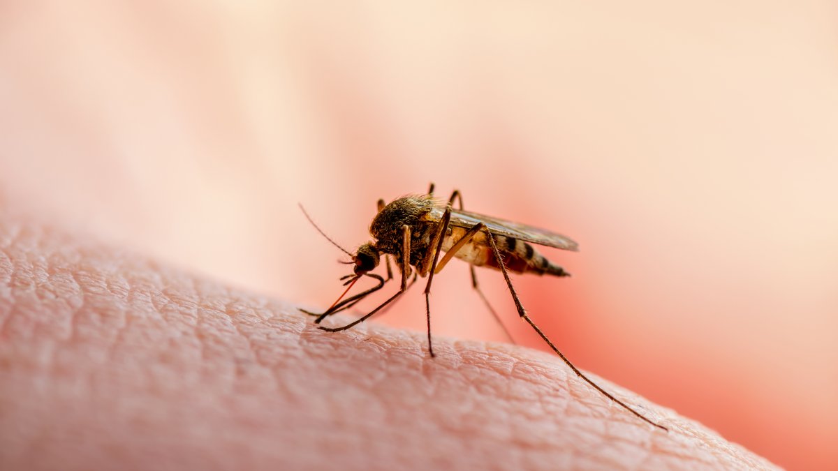 West Nile virus found in 89 NYC ZIP codes so far this year – NBC New York