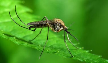 West Nile Virus Confirmed In 1 New Yorker This Summer, Officials Say