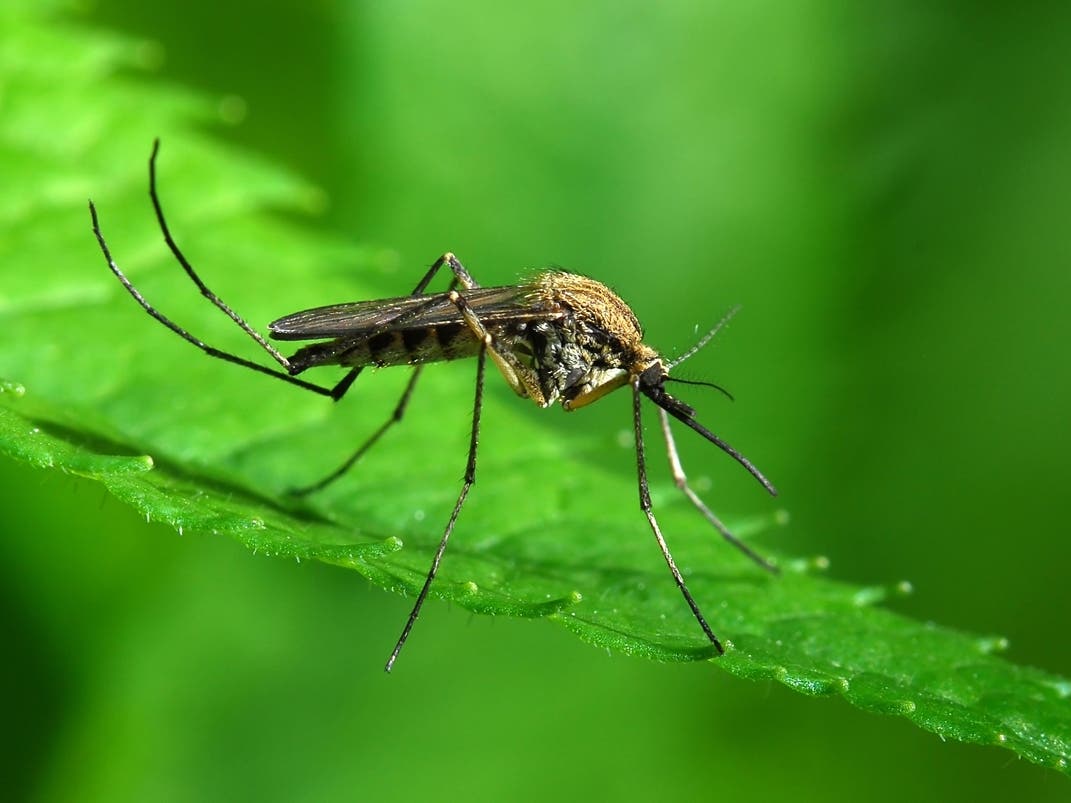 West Nile Virus Confirmed In 1 New Yorker This Summer, Officials Say
