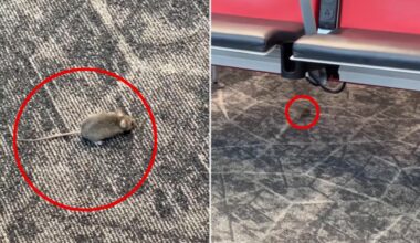Mice captured racing around boarding gate at NYC's LaGuardia Airport