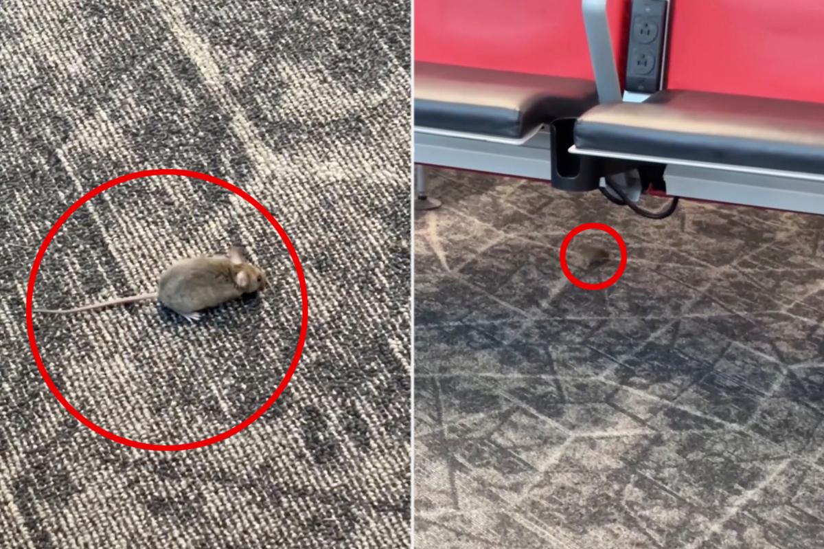 Mice captured racing around boarding gate at NYC's LaGuardia Airport