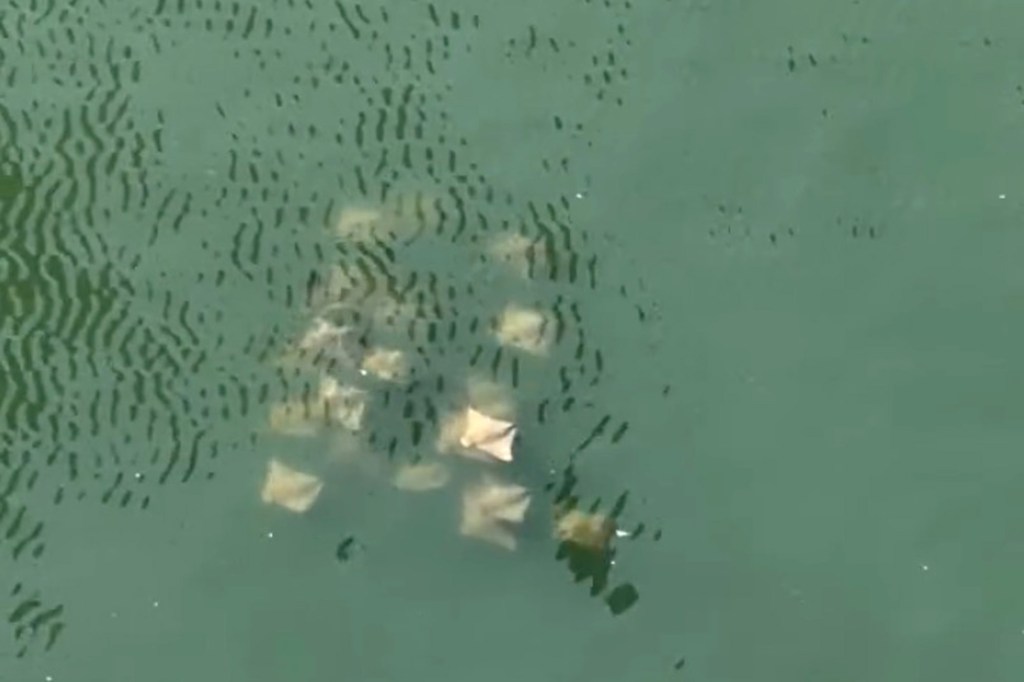A group of rays swims in the murky green water of Newtown Creek.