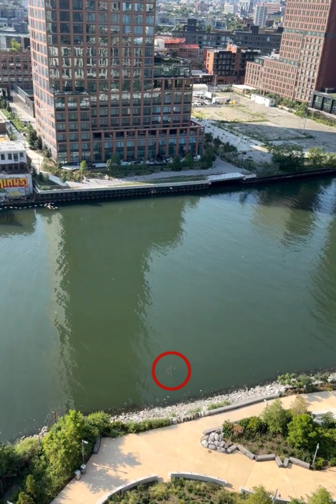 A group of rays swimming in the Newtown Creek in New York City.