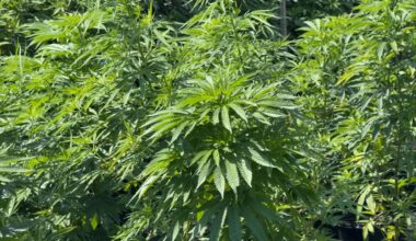 NY expands cannabis sales to approved markets
