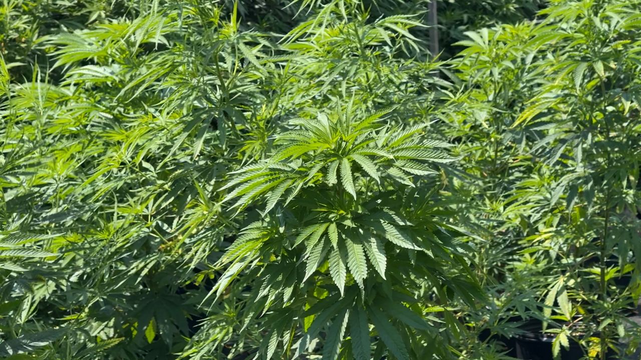 NY expands cannabis sales to approved markets