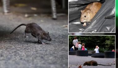 NYC ramps up war against rats with new, 14-day inspection rules after 311 complaints