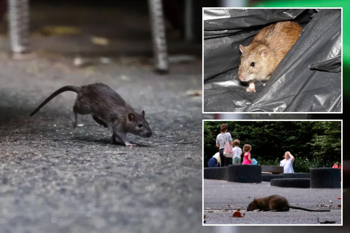 NYC ramps up war against rats with new, 14-day inspection rules after 311 complaints