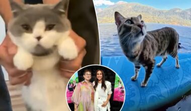 How a 74-minute collection of online cat videos beat an Anthony Bourdain biopic and Meghan and Harry's cookie doc