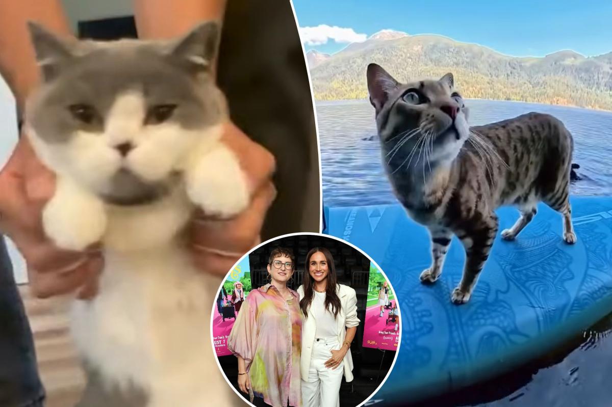 How a 74-minute collection of online cat videos beat an Anthony Bourdain biopic and Meghan and Harry's cookie doc