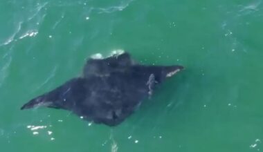 Oceanic manta ray spotted off Long Island coast in rare New York sighting