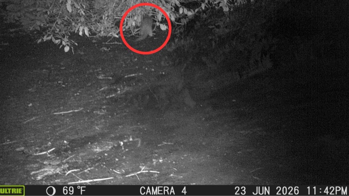 Bronx river otter photographed for first time in 11 years – NBC New York