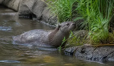 An otter was spotted in the Bronx River in New York City for the first time since the early 20th century