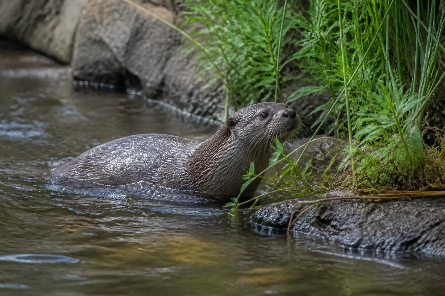 An otter was spotted in the Bronx River in New York City for the first time since the early 20th century