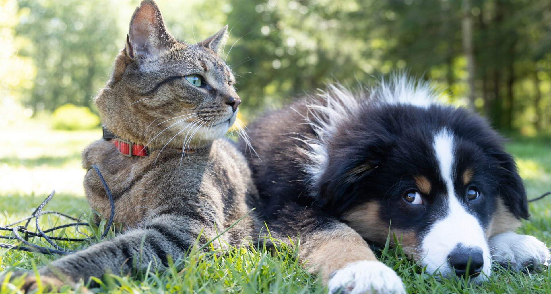 NYC and Buffalo Rank Among Least Pet-Friendly US Cities