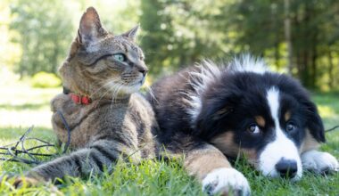 NYC and Buffalo Rank Among Least Pet-Friendly US Cities