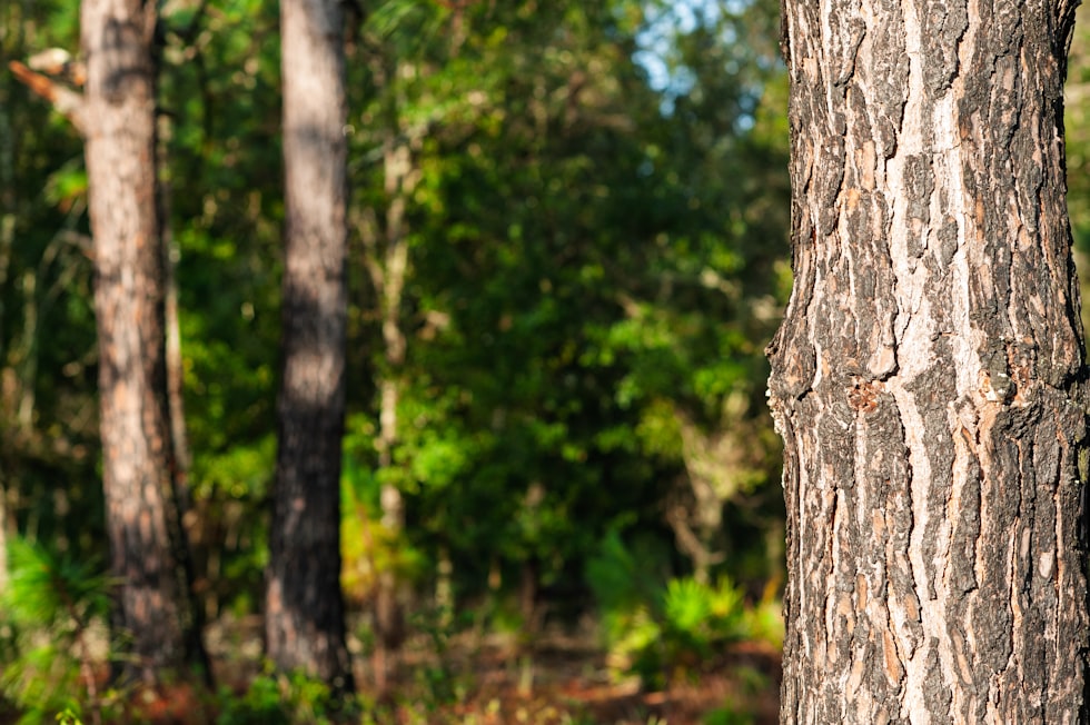 Close-up of tree bark with forest background