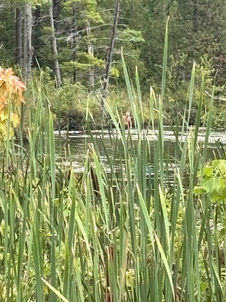 A light brown, human-like figure in the distance in a marshland, partially obscured by tall green grass and cattails in the foreground.