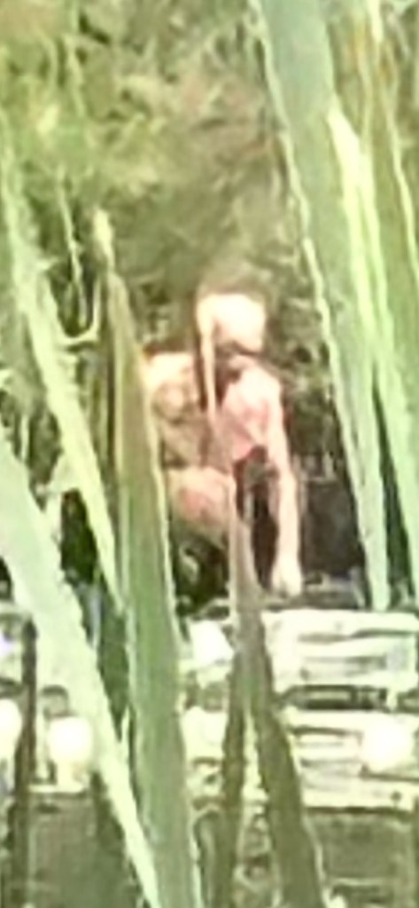 A blurry photo of a figure, dubbed the "Syracuse Figure", in a marshland.