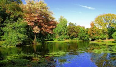 A $1.4 Million Renovation of Brooklyn's Prospect Park Lake is Now Complete