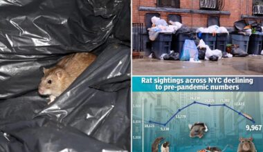 Rat sightings on track to pandemic lows in NYC, data shows