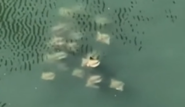 News 12 | Brooklyn | Fever Of Rays Spotted Swimming In Newtown Creek