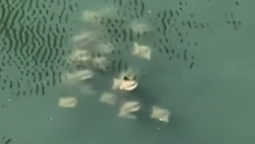News 12 | Brooklyn | Fever Of Rays Spotted Swimming In Newtown Creek