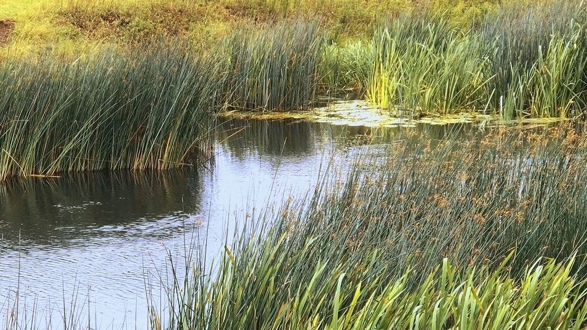 River Avon winds through autumn landscape in Warwickshire near Stratford-upon-Avon.