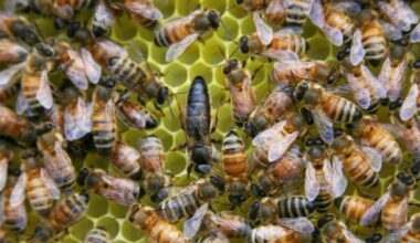 Worker bees filtered 95 percent of a pesticide out of the food they stored on day two and only 86 percent by day ten, and in the same laboratory colonies the queen was routing her own chemical burden into eggs that carried five to ten times the concentration measured in her body