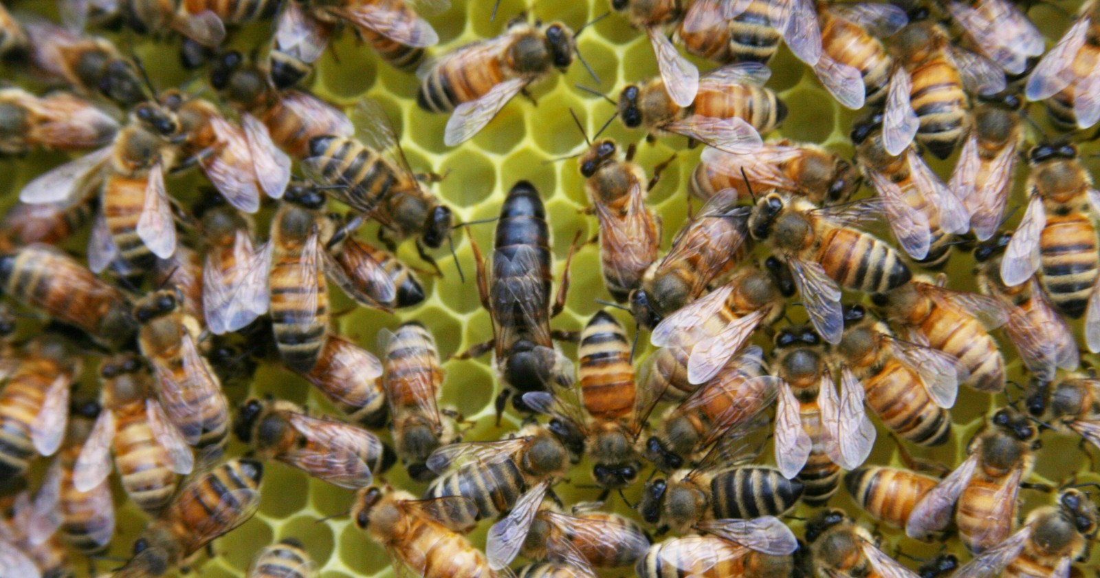 Worker bees filtered 95 percent of a pesticide out of the food they stored on day two and only 86 percent by day ten, and in the same laboratory colonies the queen was routing her own chemical burden into eggs that carried five to ten times the concentration measured in her body