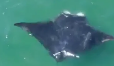 Video: Rare oceanic manta ray sighting feeding off Long Island coast