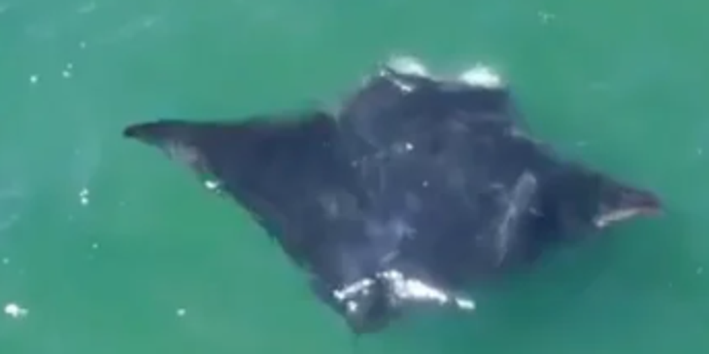 Video: Rare oceanic manta ray sighting feeding off Long Island coast