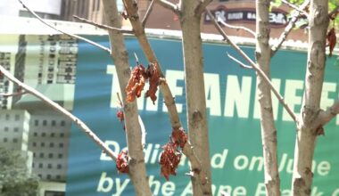 Anne Frank Tree in NYC's Liberty Park struggling with fungi issues