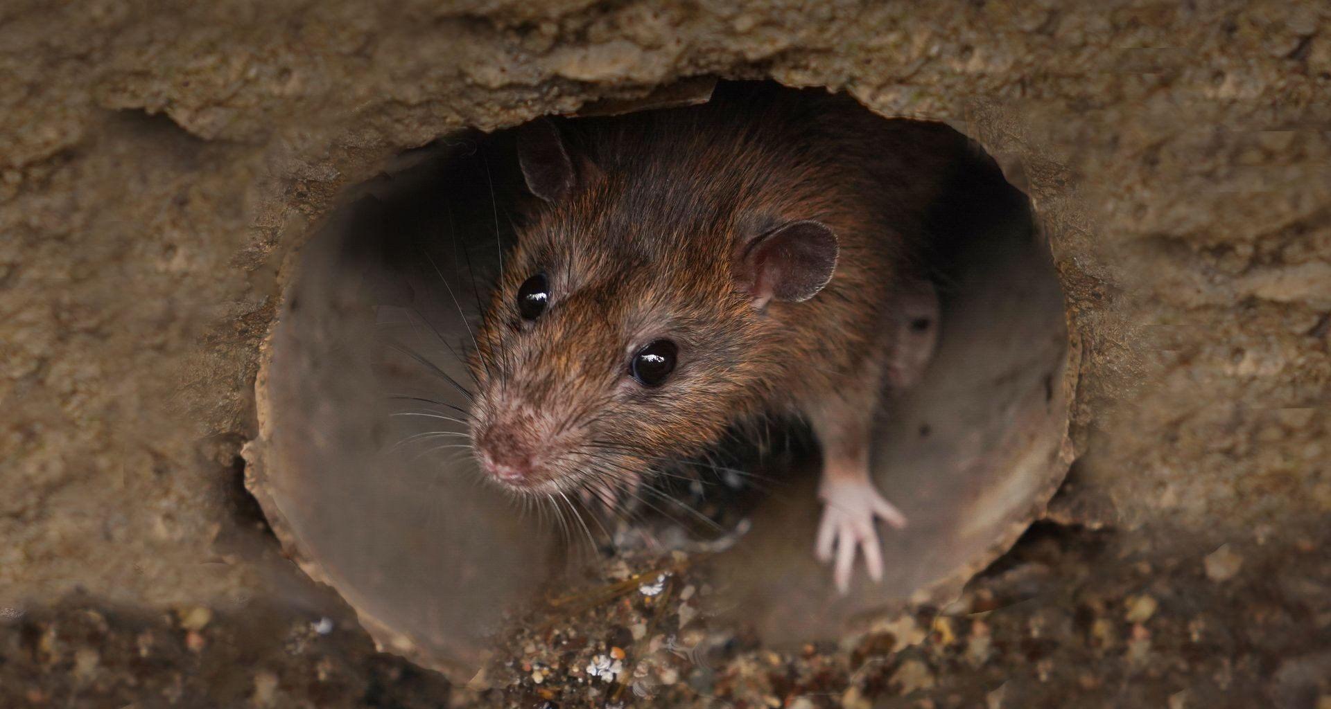 A rat in a sewer pipe.