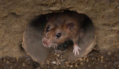 A rat in a sewer pipe.