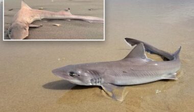 Almost 30 dead sharks wash up on sands of Jersey Shore