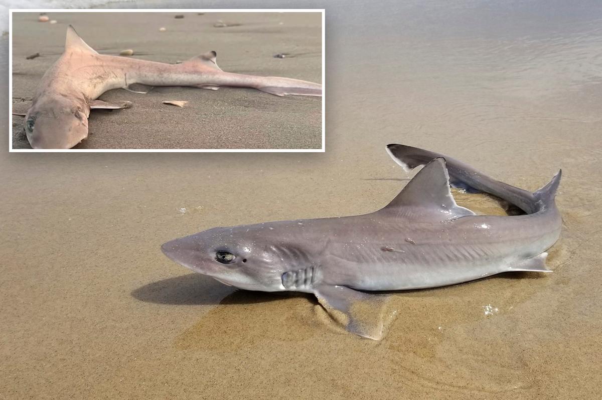 Almost 30 dead sharks wash up on sands of Jersey Shore