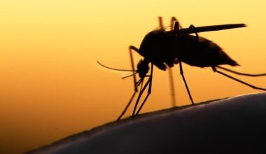 West Nile Virus Detected In Manhattan: Here's Where
