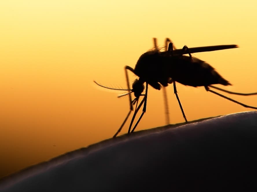 West Nile Virus Detected In Manhattan: Here's Where