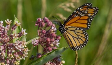 August Nature Programs At Liberty State Park