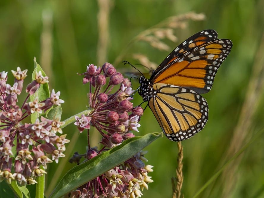 August Nature Programs At Liberty State Park