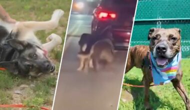 Dogs seen tied to back of moving car in Queens go up for adoption – NBC New York