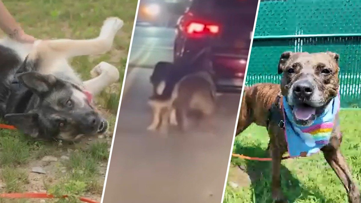 Dogs seen tied to back of moving car in Queens go up for adoption – NBC New York
