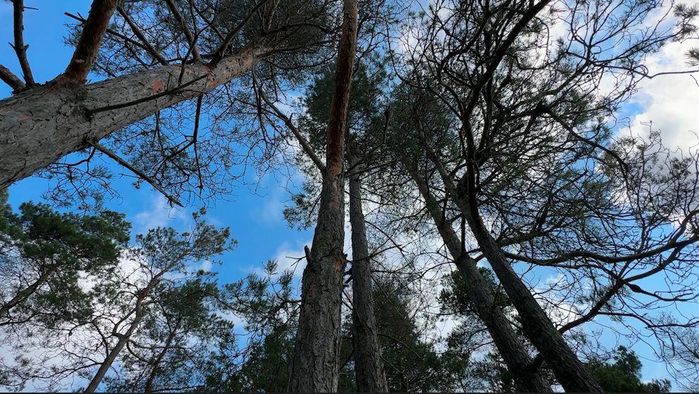 A reminder to check your trees following flooding