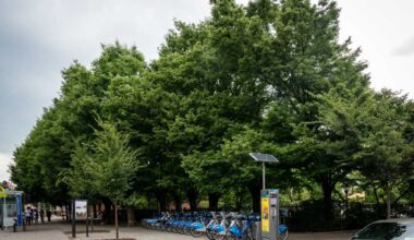 Trees grow in Brooklyn: NYC’s first Urban Forest Plan aims to expand tree canopy • Brooklyn Paper