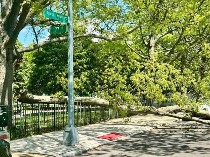 A collapsed tree near the intersection of 77th Place and Juniper Boulevard. Photo courtesy of Council Member Phil Wong.