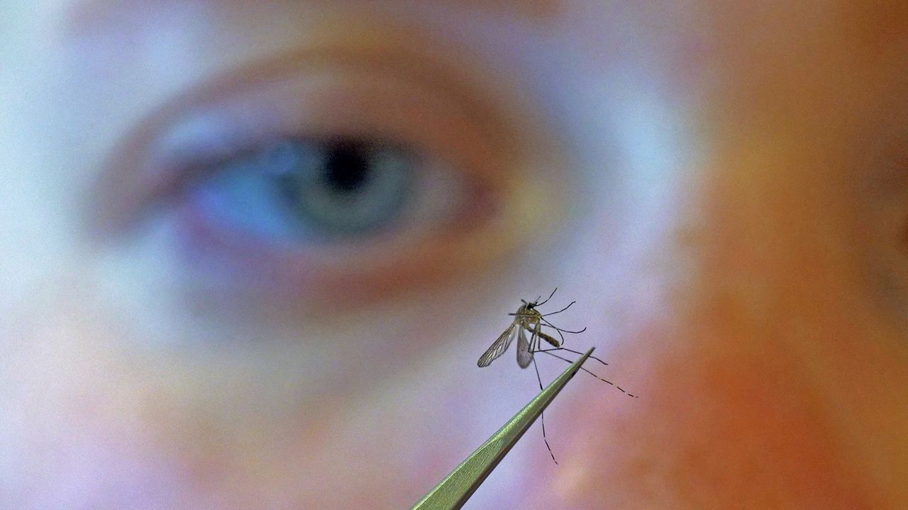 West Nile virus has been detected in mosquitoes in all five boroughs. (AP Photo/Rick Bowmer)