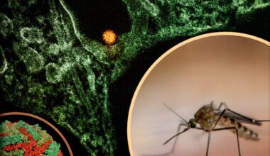 NYC Plans Mosquito Spraying in South Brooklyn in Response to West Nile Virus